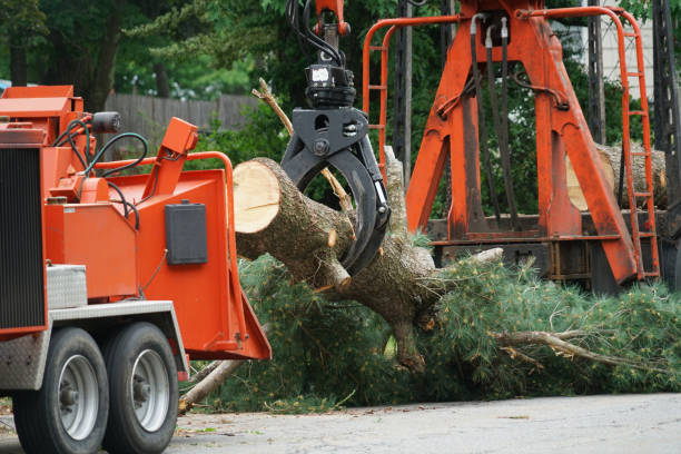 Why Choose Our Tree Removal Services in Kingsbury, NV?